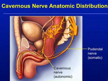 Cavernous Nerve Anatomic Distribution